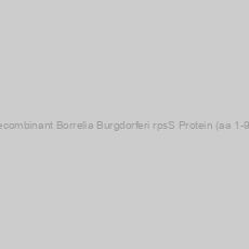 Image of Recombinant Borrelia Burgdorferi rpsS Protein (aa 1-92)